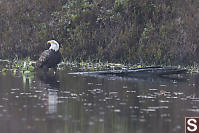 Bald Eagle With Wet Feet