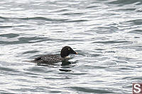 Female Common Goldeneye