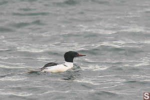 Male Common Merganser