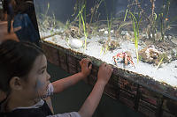 Nara Following Hermit Crab