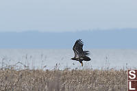 Bald Eagle Out Hunting