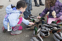 Claira Petting Ducks