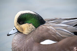 Male American Wigeon