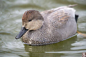 Male Gadwall