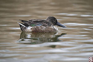Nonbreeding Northern Shoveler