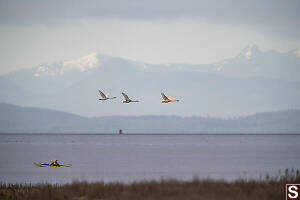 Three Swans Flying By