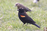 Red Wing Blackbird In Grass