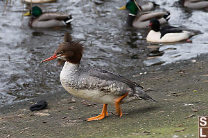 Female Common Merganser