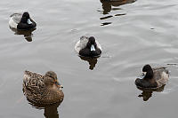 Greater Scaups