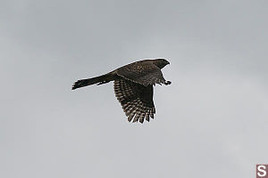 Juvenile Coopers Hawk Wings Down