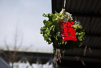 Lettuce Hanging In Rail Spur Alley