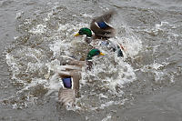 Male Mallards Resolving Dispute