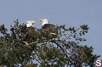 Two Eagles On A Lookout Tree
