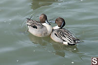 Two Pintails In Disagreement