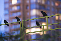 Crows On Rails With Building Behind