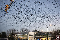 Murder Of Crows Over McDonalds