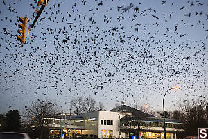 Murder Of Crows Over McDonalds