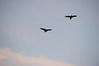 Two Crows Soaring At Sunset