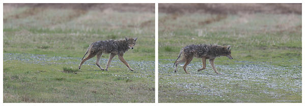 Coyote Walking By