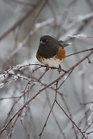 Puffed Up Spotted Towhee