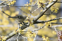 Ruby Crowned Kinglet With Flowers