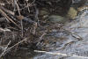 Pacific Wren At Stream Side