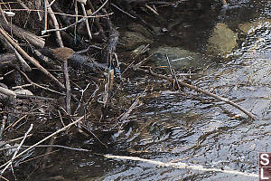 Pacific Wren At Stream Side