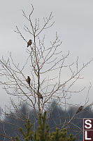 Northern Flickers In Tree