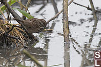 Song Sparrow At Waters Edge