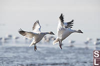 Snow Geese Coming In For Landing