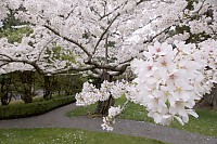 Blossoming Tree