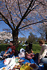 Sitting Under Cherry Blossoms