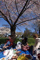 Sitting Under Cherry Blossoms