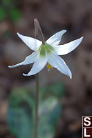 White Fawn Lily