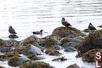 Harlequin Duck At Beach