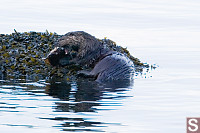 River Otter Biting In