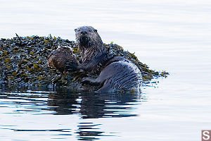 River Otter Looking Over