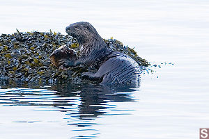 River Otter Looking Sideways