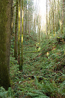 Valley Of Ferns