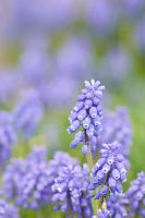 Grape Hyacinth