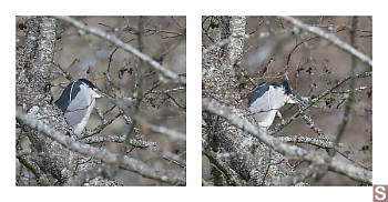 Black-crowned Night Heron