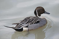 Northern Pintail With AWet Head