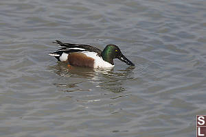 Northern Shoveler