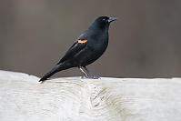 Red Wing Black Bird On Fence Rail