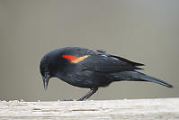 Red Winged Black Bird Eating Seeds