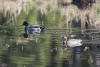 Green Winged Teal