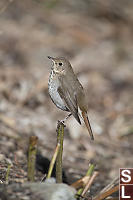 Hermet Thrush Side View