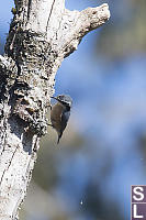 Nuthatch Looking For Bugs