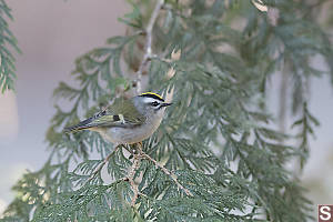 Golden Crown Kinglet Side View