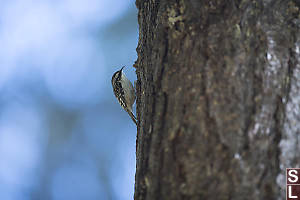 Brown Creeper